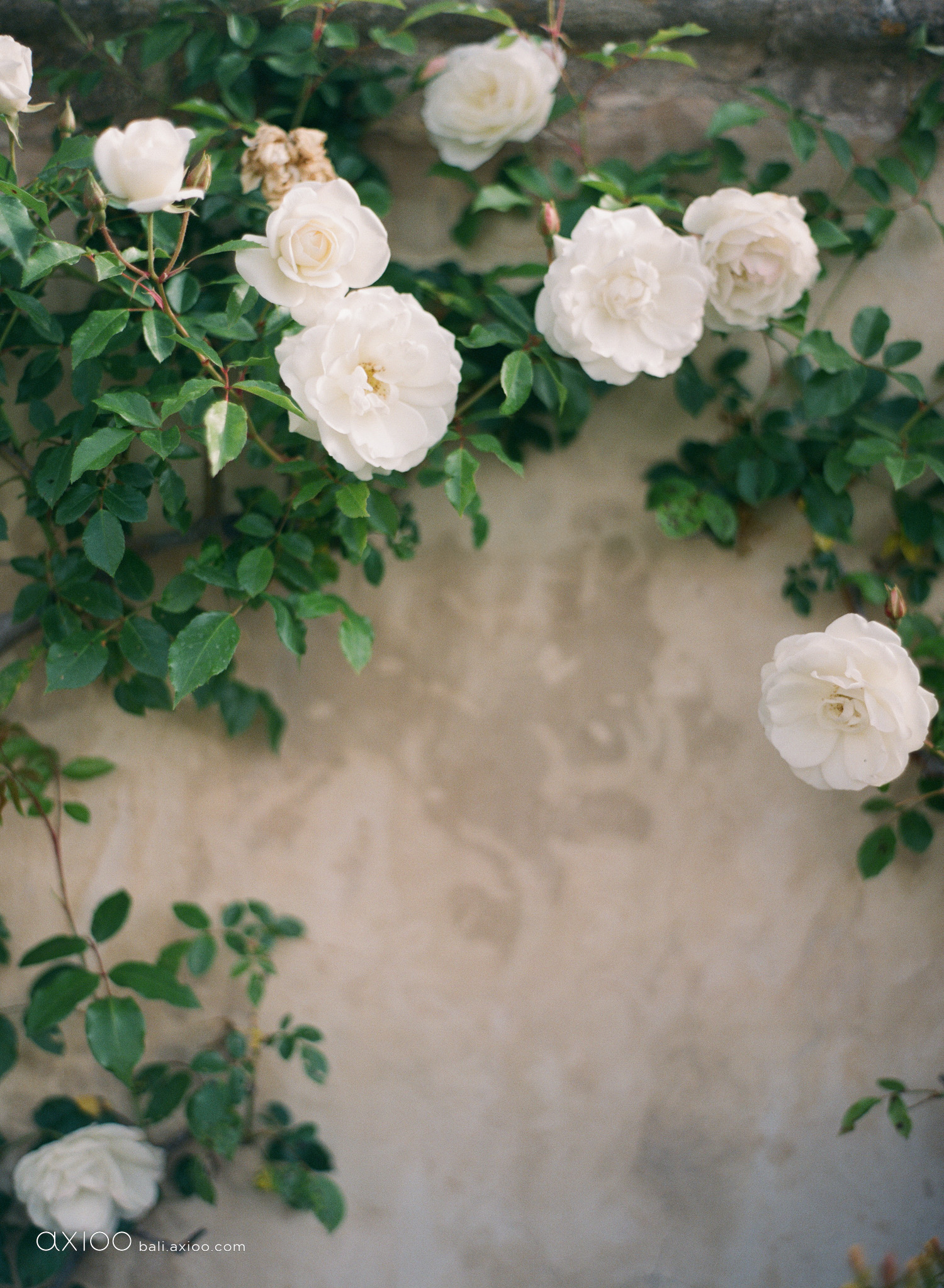 Axioo: Sunlit Whispers of Mallorca